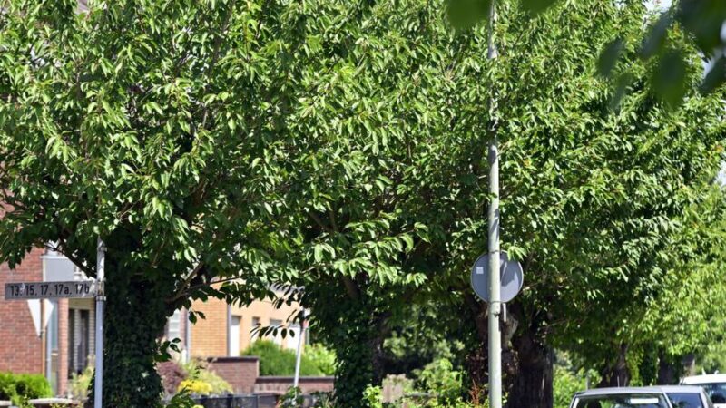 Bauausschuss in Korschenbroich: Bäume an der Regentenstraße müssen weichen