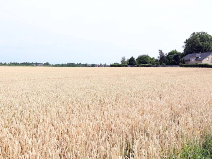 Stadtplanung in Korschenbroich: Behutsame Bebauung am Tritenbroicher Feld