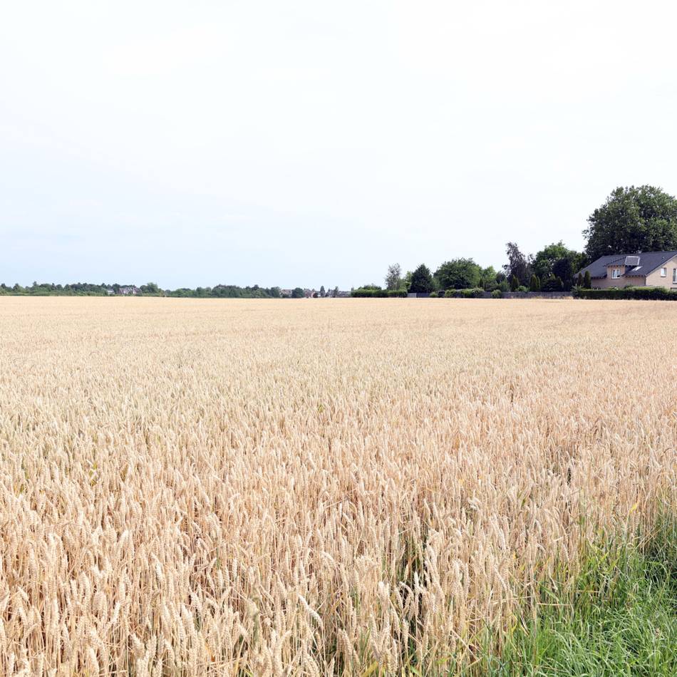 Stadtplanung in Korschenbroich: Behutsame Bebauung am Tritenbroicher Feld