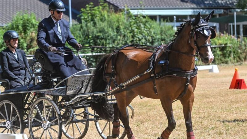 Spannung auf vier Rädern: Herbert Troost setzt sich nach perfekter Dressur die Krone der Gespannfahrer auf