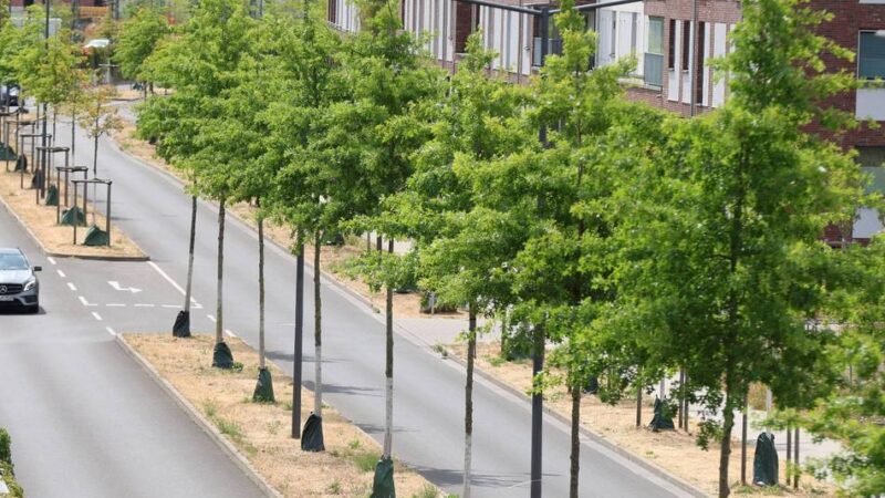 Grün in Leverkusen: 1,7 Mio. Euro für neue Bäume in der Stadt
