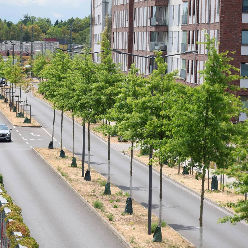 Grün in Leverkusen: 1,7 Mio. Euro für neue Bäume in der Stadt