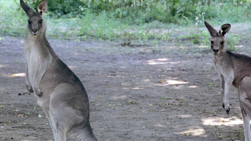 Neuheit im Zoo Krefeld: In diesem Gehege kann man den Tieren jetzt ganz nah kommen