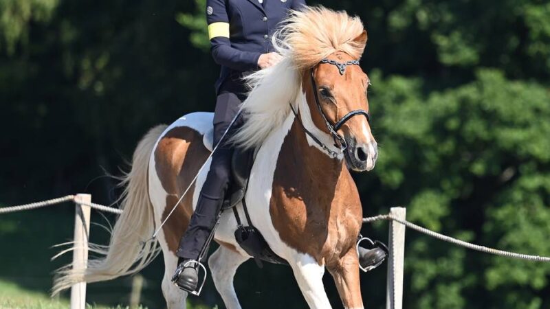Turnier in Wermelskirchen: 200 Islandpferde tölten in Lindscheid
