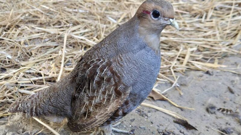 Den Vogel des Jahres in Dormagen sehen: Über das leise Verschwinden eines Feldbewohners