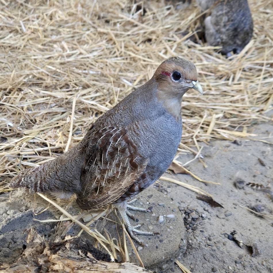 Den Vogel des Jahres in Dormagen sehen: Über das leise Verschwinden eines Feldbewohners