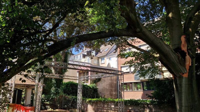 Veranstaltungen in Mönchengladbach abgesagt: Alte Buche im Garten des BIS muss überraschend gefällt werden