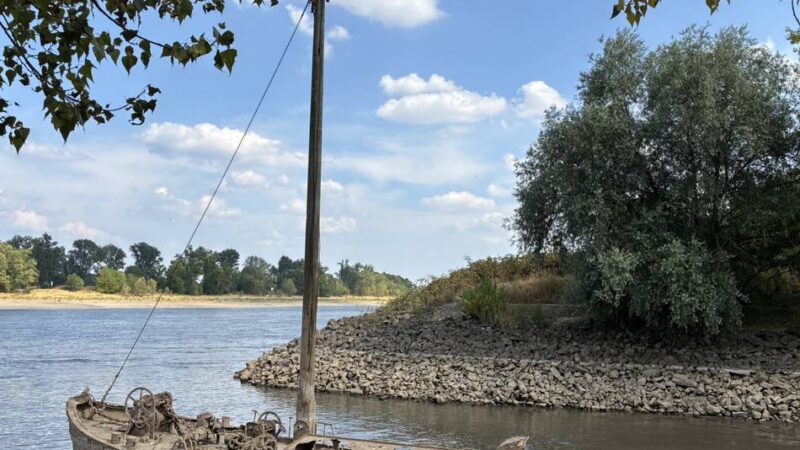 Spannende Funde bei Dormagen: Tote Aale, Hundespielzeug und ein Schiffswrack – was der Rhein bei Niedrigwasser freigibt