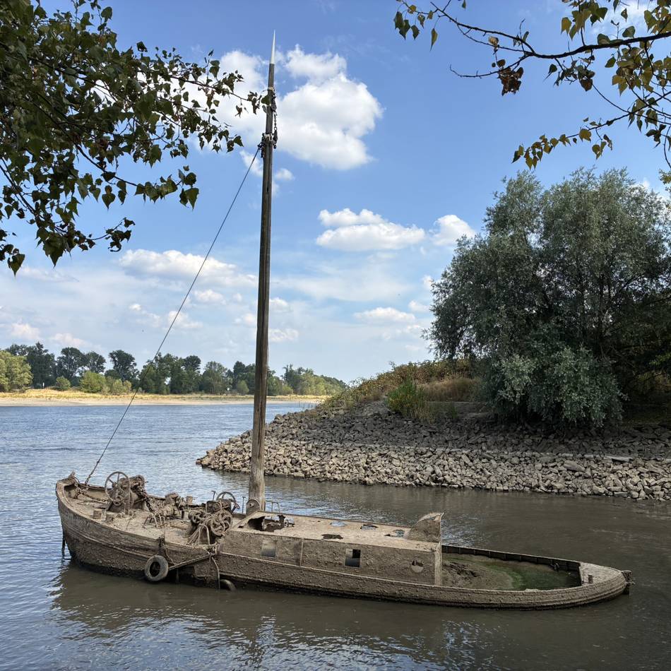 Spannende Funde bei Dormagen: Tote Aale, Hundespielzeug und ein Schiffswrack – was der Rhein bei Niedrigwasser freigibt