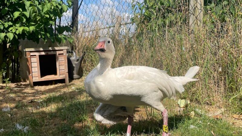 Schneegans nach Hundeangriff schwer verletzt:  „Er hat sein Augenlicht auf einem Auge verloren und ist nicht mehr flugfähig“
