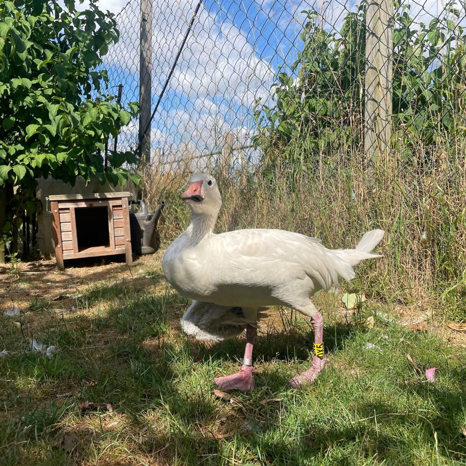 Schneegans nach Hundeangriff schwer verletzt:  „Er hat sein Augenlicht auf einem Auge verloren und ist nicht mehr flugfähig“