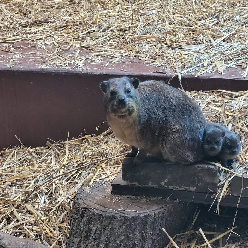 Babys des Kap-Klippschliefers: Niedlicher Nachwuchs im Tiergarten Mönchengladbach