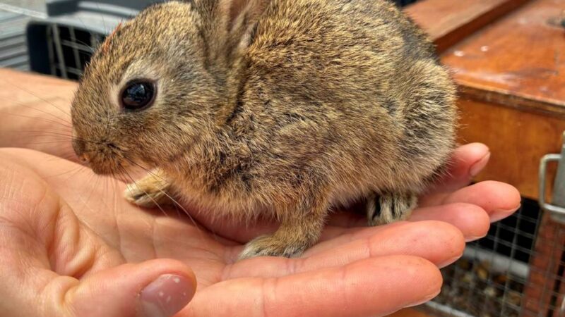 Wildtierhilfe im Kreis Kleve: Ansturm bei der Tierauffangstation – 75 Tierarten unter einem Dach