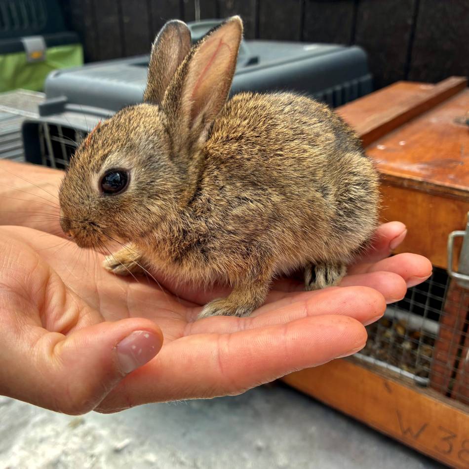 Wildtierhilfe im Kreis Kleve: Ansturm bei der Tierauffangstation – 75 Tierarten unter einem Dach