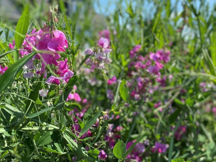 Frauentreff in Radevormwald: Ein Spaziergang durch die Natur für Frauen
