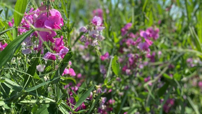 Frauentreff in Radevormwald: Ein Spaziergang durch die Natur für Frauen