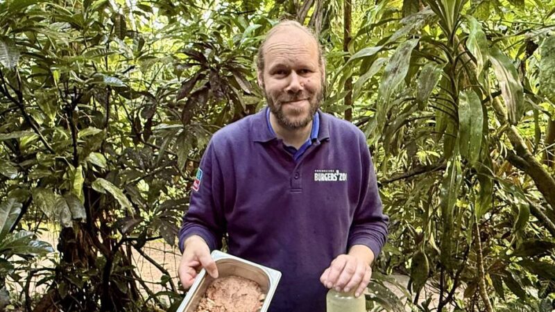 Eine Fütterrunde durch den Burgers’ Zoo: So klingt der Morgen im Regenwald von Arnheim