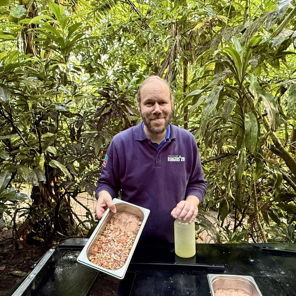 Eine Fütterrunde durch den Burgers’ Zoo: So klingt der Morgen im Regenwald von Arnheim