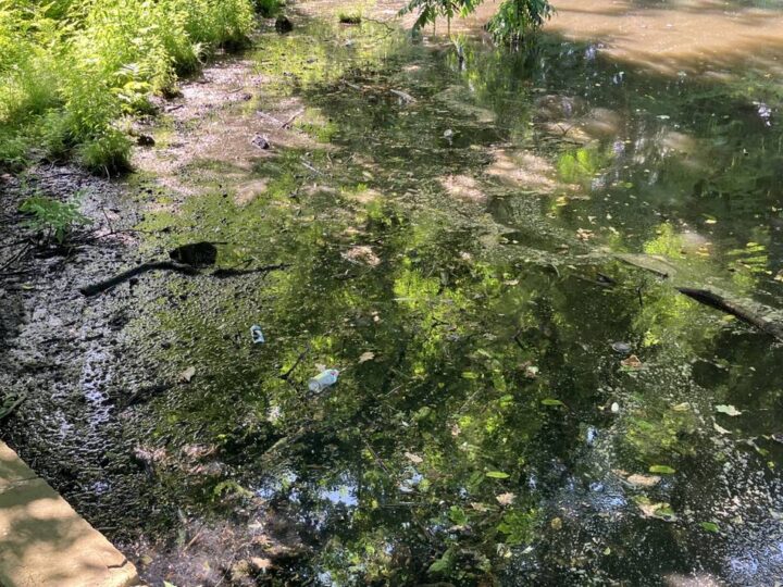 Hitzewelle wirkt sich aus: Massives Fischsterben im Teich des Ingenhovenparks