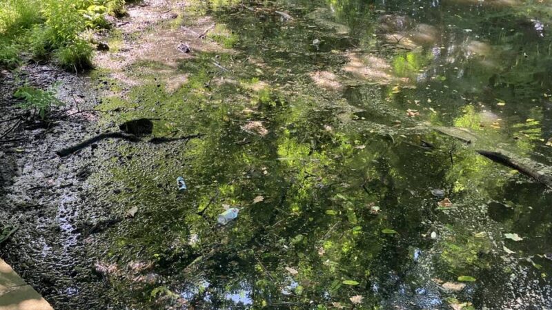 Hitzewelle wirkt sich aus: Massives Fischsterben im Teich des Ingenhovenparks