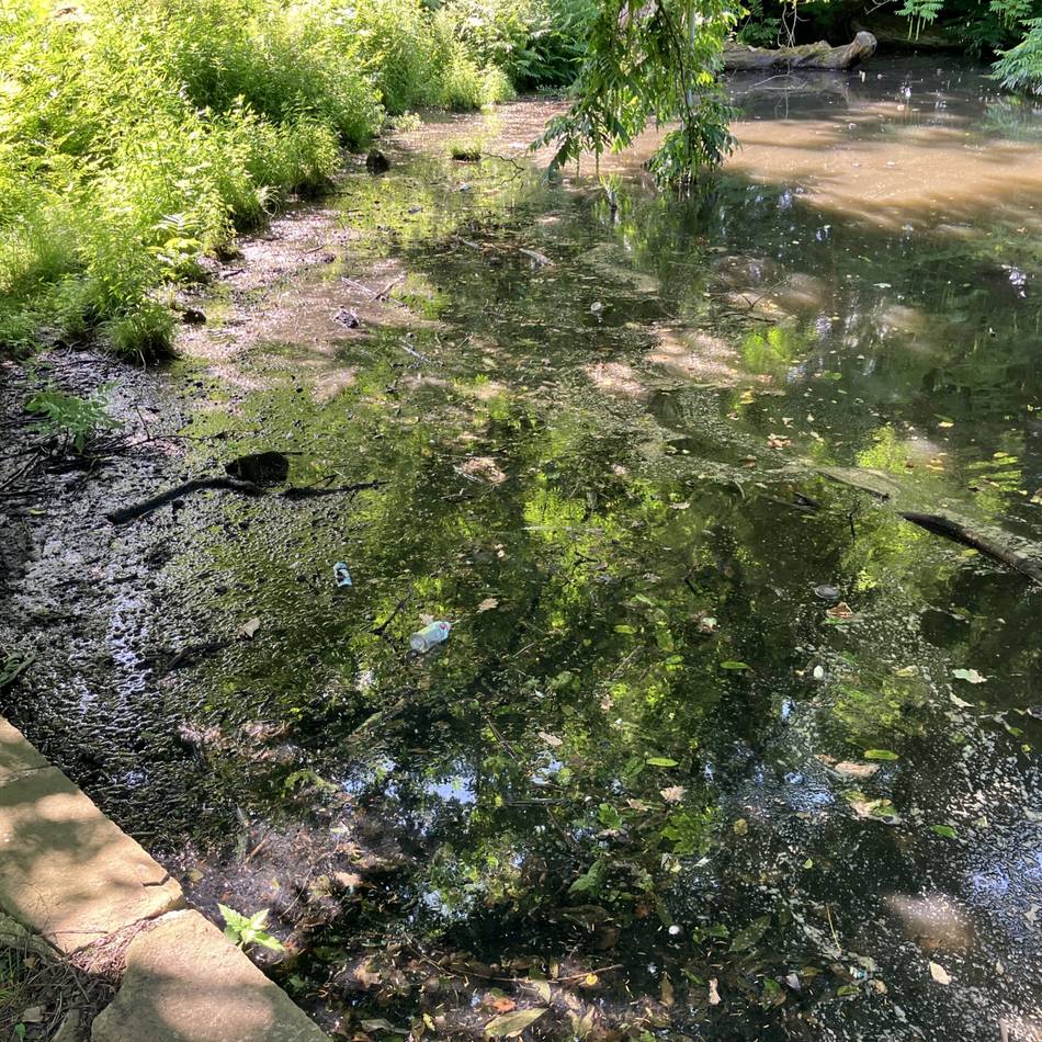 Hitzewelle wirkt sich aus: Massives Fischsterben im Teich des Ingenhovenparks
