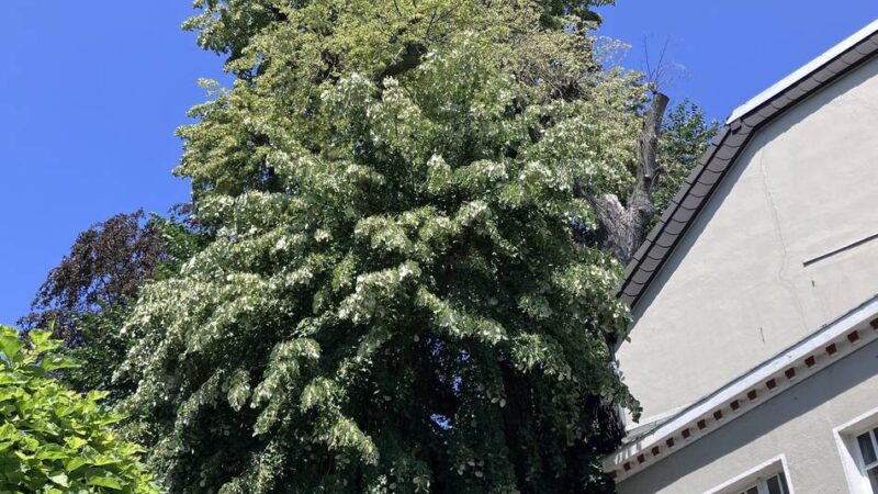 Baumriese in Mettmann: 350 Jahre alte Weltspiegel-Linde muss gefällt werden