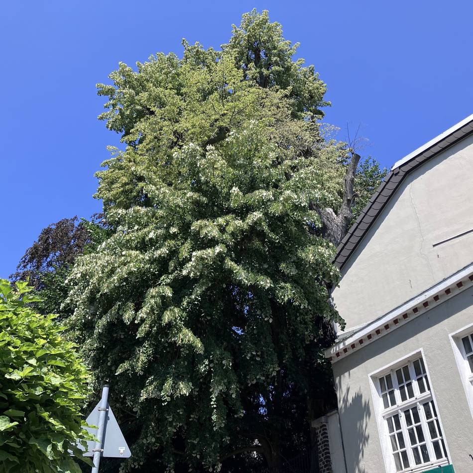 Baumriese in Mettmann: 350 Jahre alte Weltspiegel-Linde muss gefällt werden