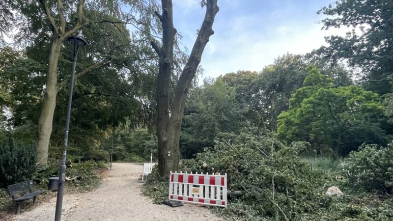 Hitzesommer 2026: Dürre bedroht die Bäume in Mönchengladbach