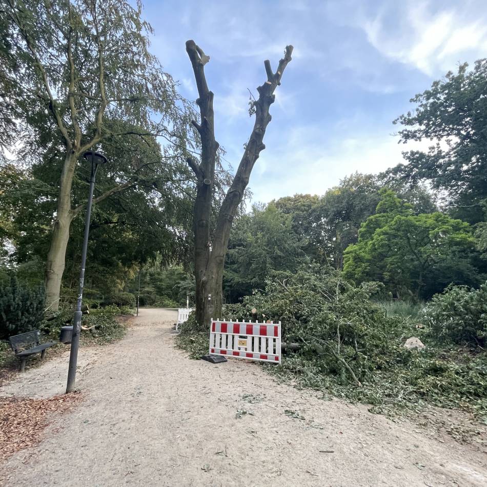 Hitzesommer 2026: Dürre bedroht die Bäume in Mönchengladbach