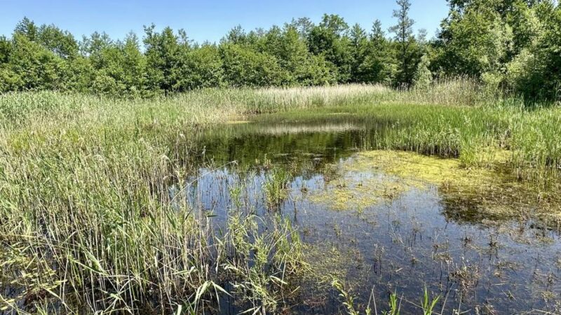Geheimtipp bei Apeldoorn: Was einen Ausflug in den niederländischen Urwald so besonders macht