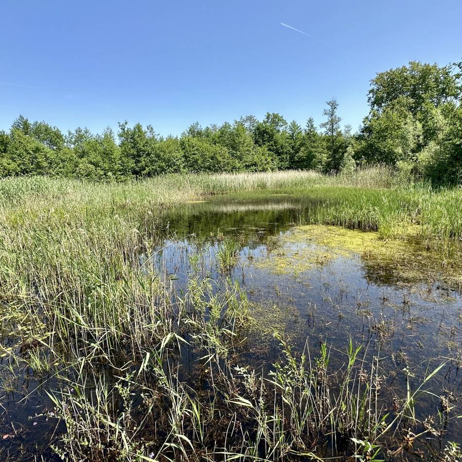 Geheimtipp bei Apeldoorn: Was einen Ausflug in den niederländischen Urwald so besonders macht