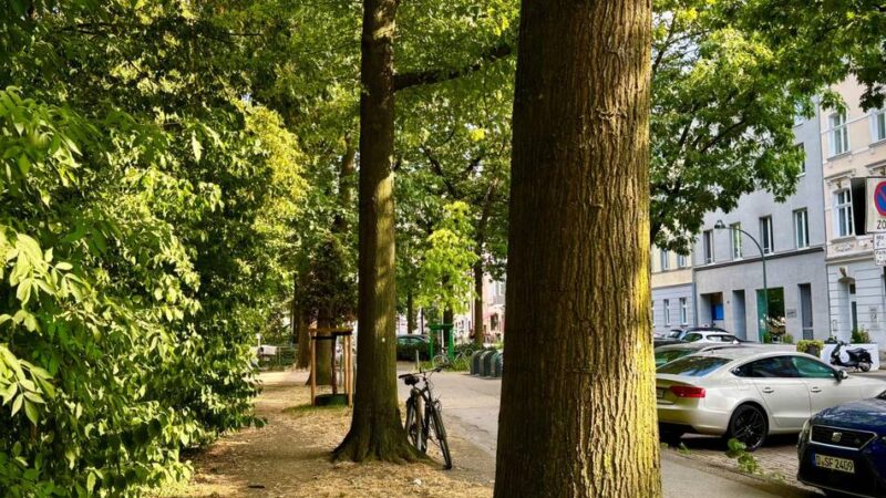 Bessere Bedingungen für Bäume : Klimaanpassung im Straßenraum an drei Standorten
