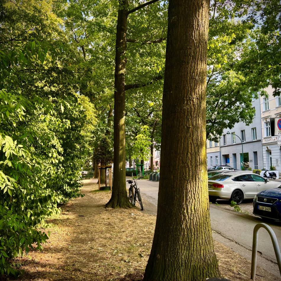 Bessere Bedingungen für Bäume : Klimaanpassung im Straßenraum an drei Standorten