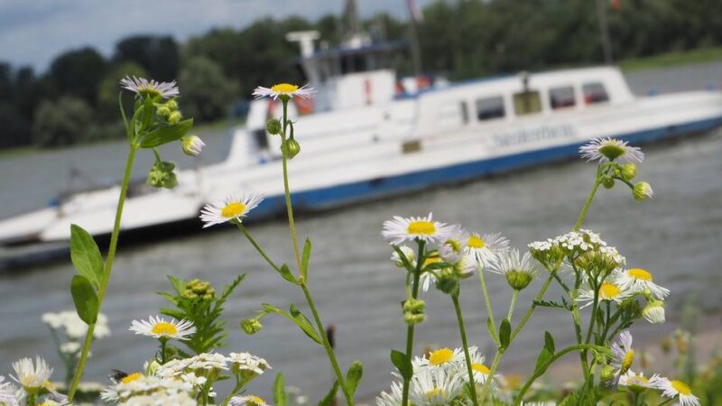 Fähre Zons-Urdenbach steht still: „Sparsam herumgondeln“ funktioniert gerade nicht