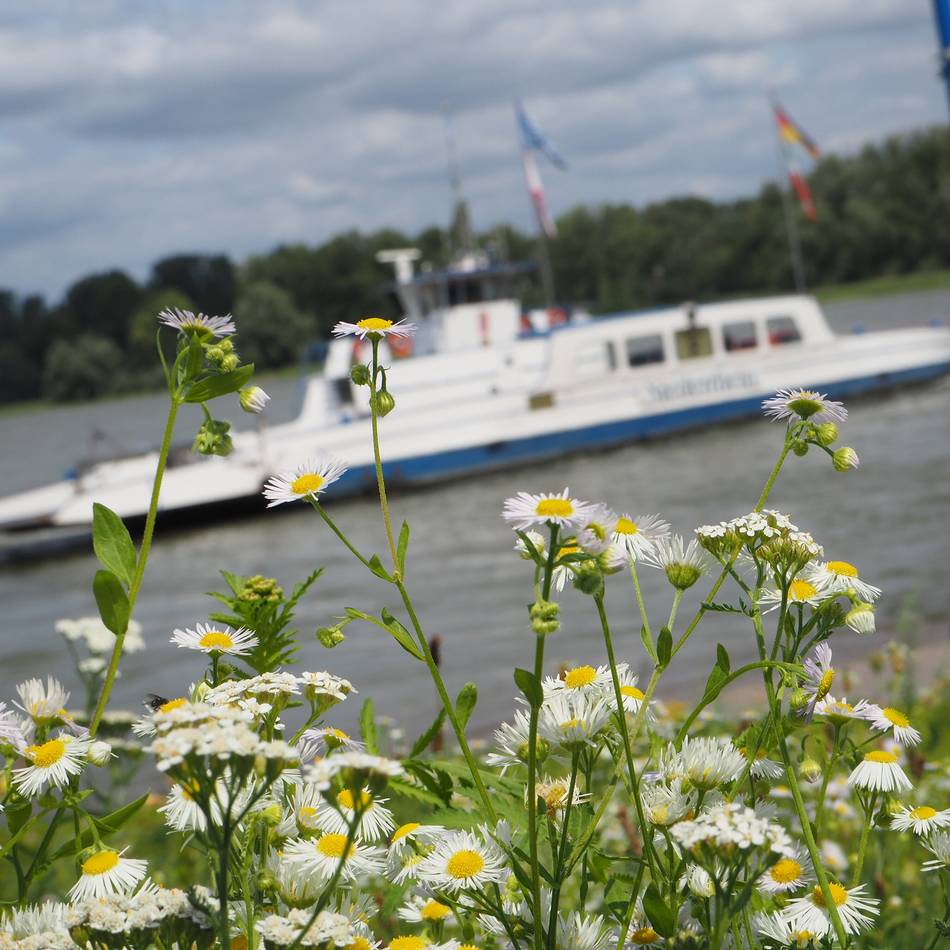 Fähre Zons-Urdenbach steht still: „Sparsam herumgondeln“ funktioniert gerade nicht