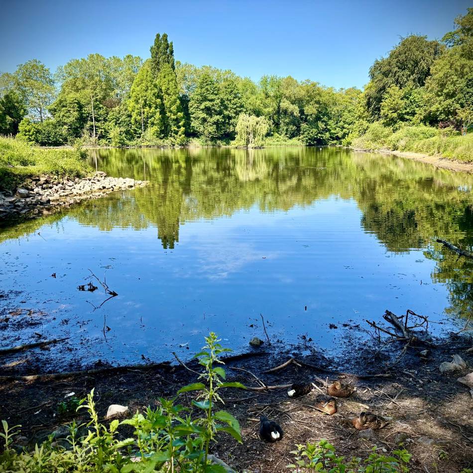 Parks in Düsseldorf: Wasserstand im Ostparkweiher sinkt – Gegenmaßnahmen eingeleitet