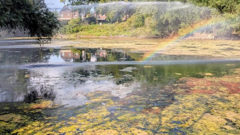Latumer See in Meerbusch: Hitze tötet Karpfen – Feuerwehr rettet die Seen