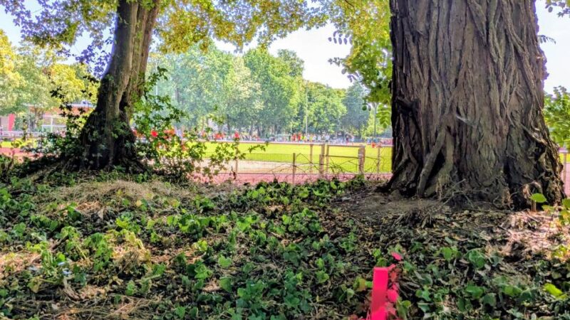 Vorhaben in Kempen: Nur wenige Bäume sollen am Sportplatz fallen