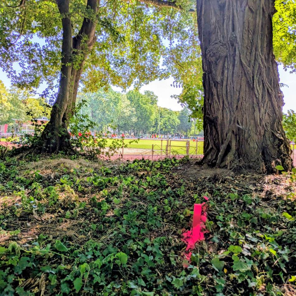 Vorhaben in Kempen: Nur wenige Bäume sollen am Sportplatz fallen