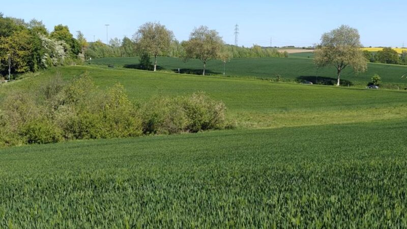 Klimaschutz oder Versieglung in Mettmann: Bürgerinitiative kämpft um die Kirchendelle