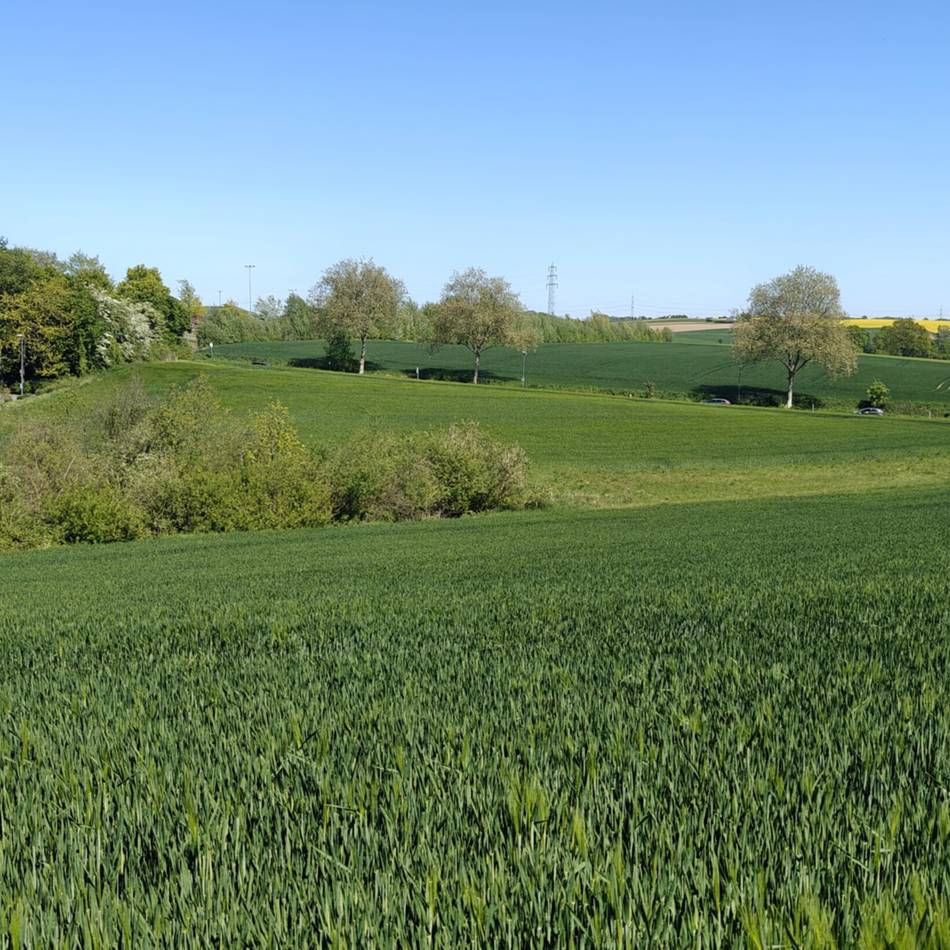 Klimaschutz oder Versieglung in Mettmann: Bürgerinitiative kämpft um die Kirchendelle