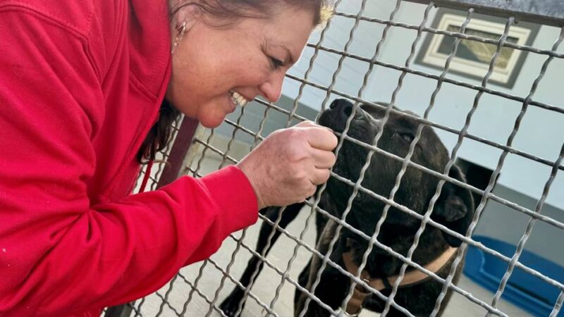 Einrichtung in Bettikum: Pommes, Tattoos und Katzenkinder beim Tag der offenen Tür im Tierheim