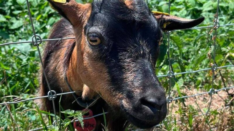 Emmerich: Käthe und das Gras auf der anderen Seite des Zauns
