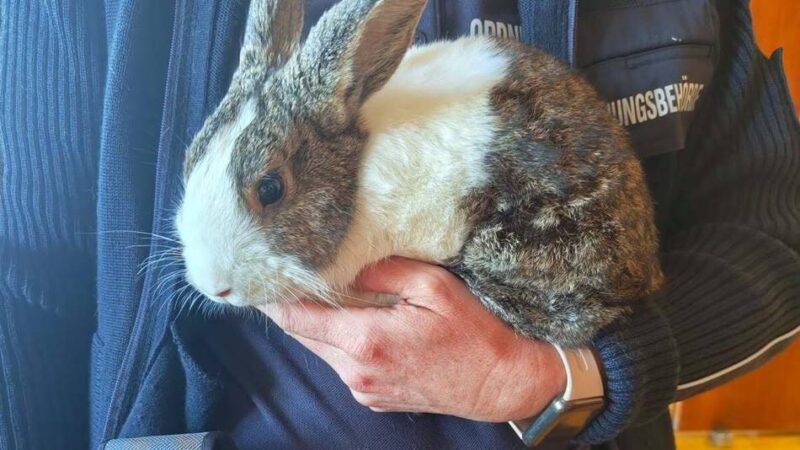 Fundtiere in Emmerich: Zwei Ausreißer auf einmal – Emmerich sucht Tierbesitzer