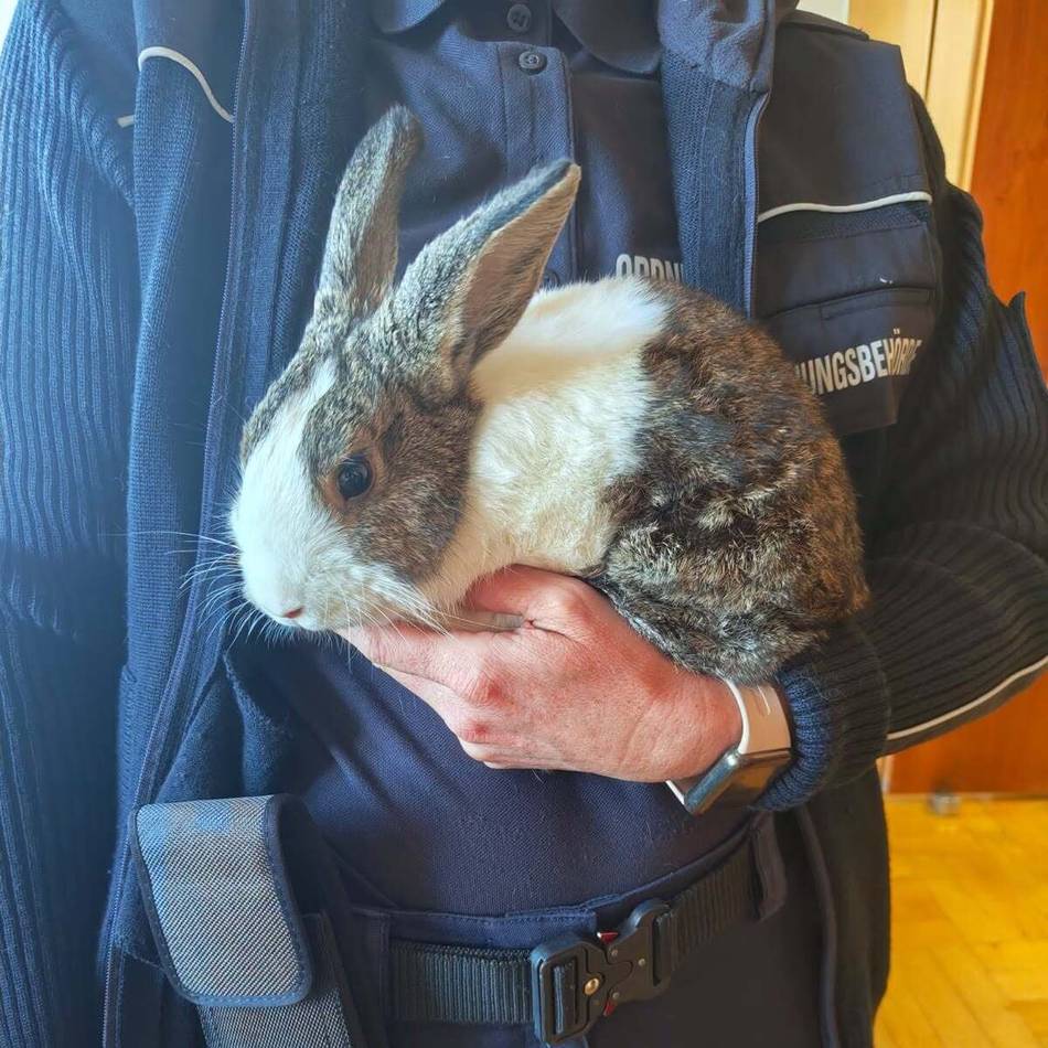 Fundtiere in Emmerich: Zwei Ausreißer auf einmal – Emmerich sucht Tierbesitzer