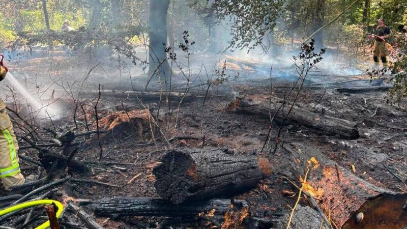 Vegetationsbrand im Wermelskirchen: Feuerwehr kämpft stundenlang gegen Waldbrand
