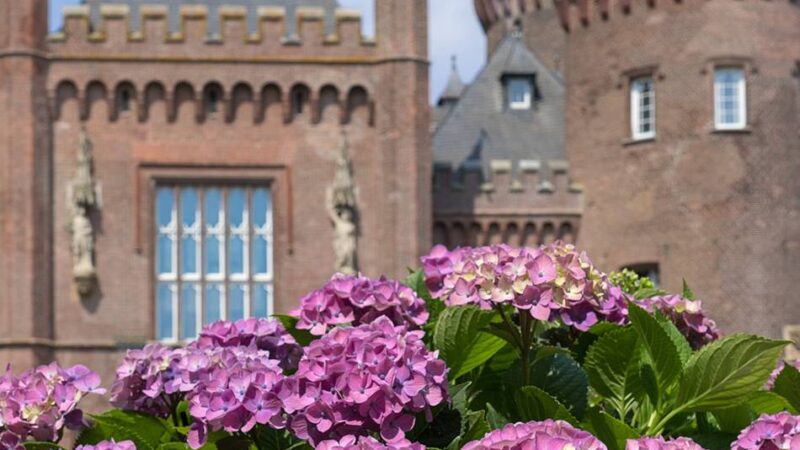 Hortensien, Handwerk und Genuss im Kreis Kleve: Das bietet „Moyland blüht“ am ersten Juli-Wochenende