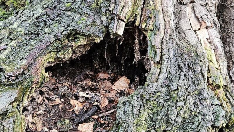 Brandkrustenpilz hat zugeschlagen: Linde muss weichen – Fällung am Herrenweg steht an