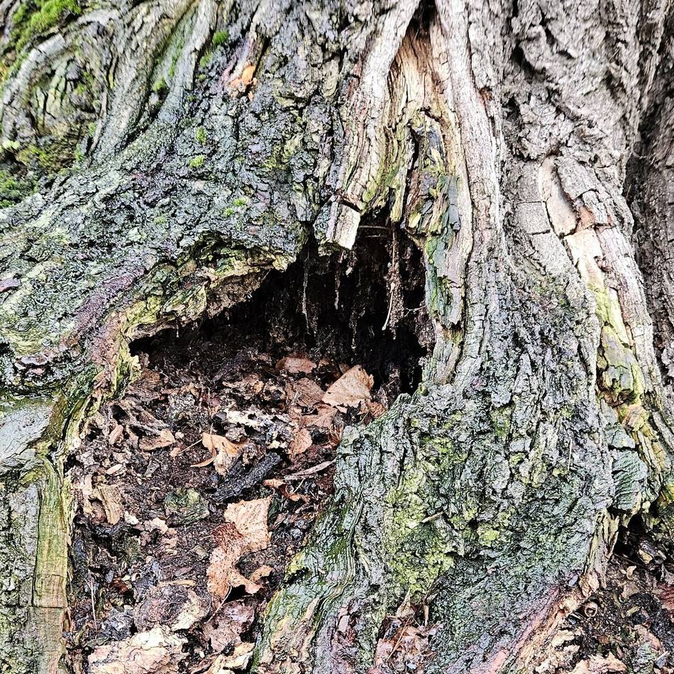 Brandkrustenpilz hat zugeschlagen: Linde muss weichen – Fällung am Herrenweg steht an