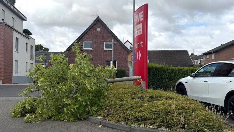 Schon wieder Bäume in Kaarst illegal gefällt: „Armseliger und dümmer kann eine Straftat kaum sein“